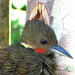 Tufted Woodpeckers - Photo (c) JoE, some rights reserved (CC BY-NC-ND)
