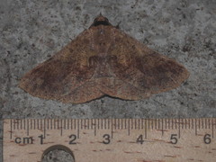 Ophyx pseudoptera