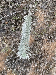 Acmispon argophyllus adsurgens