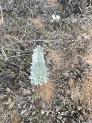 Acmispon argophyllus adsurgens