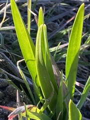 Hyacinthus orientalis