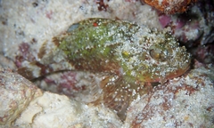 Sebastapistes ballieui