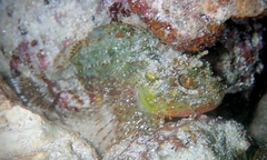 Sebastapistes ballieui