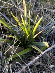 Hyacinthus orientalis