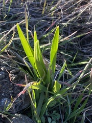 Hyacinthus orientalis