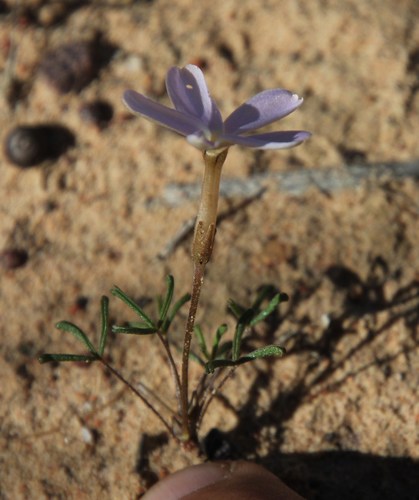 Image of Oxalis phloxidiflora by (c) Tony Rebelo, some rights reserved (CC BY-SA)