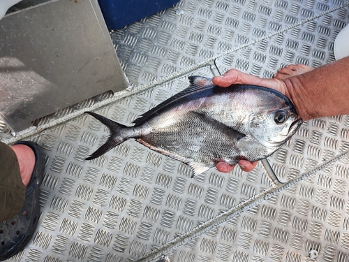 Ray's Bream