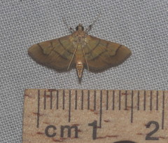 Orphanostigma abruptalis