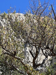 Bursera cerasiifolia