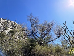 Bursera cerasiifolia