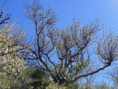 Bursera cerasiifolia