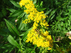 Megacyllene robiniae