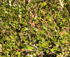 Dodonaea bursariifolia