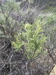 Castilleja grisea