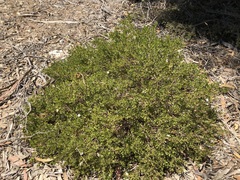 Dodonaea bursariifolia