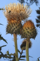 Cirsium subcoriaceum