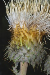 Cirsium subcoriaceum