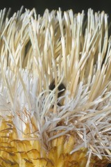 Cirsium subcoriaceum