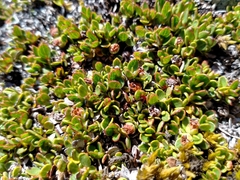 Gaultheria nubicola