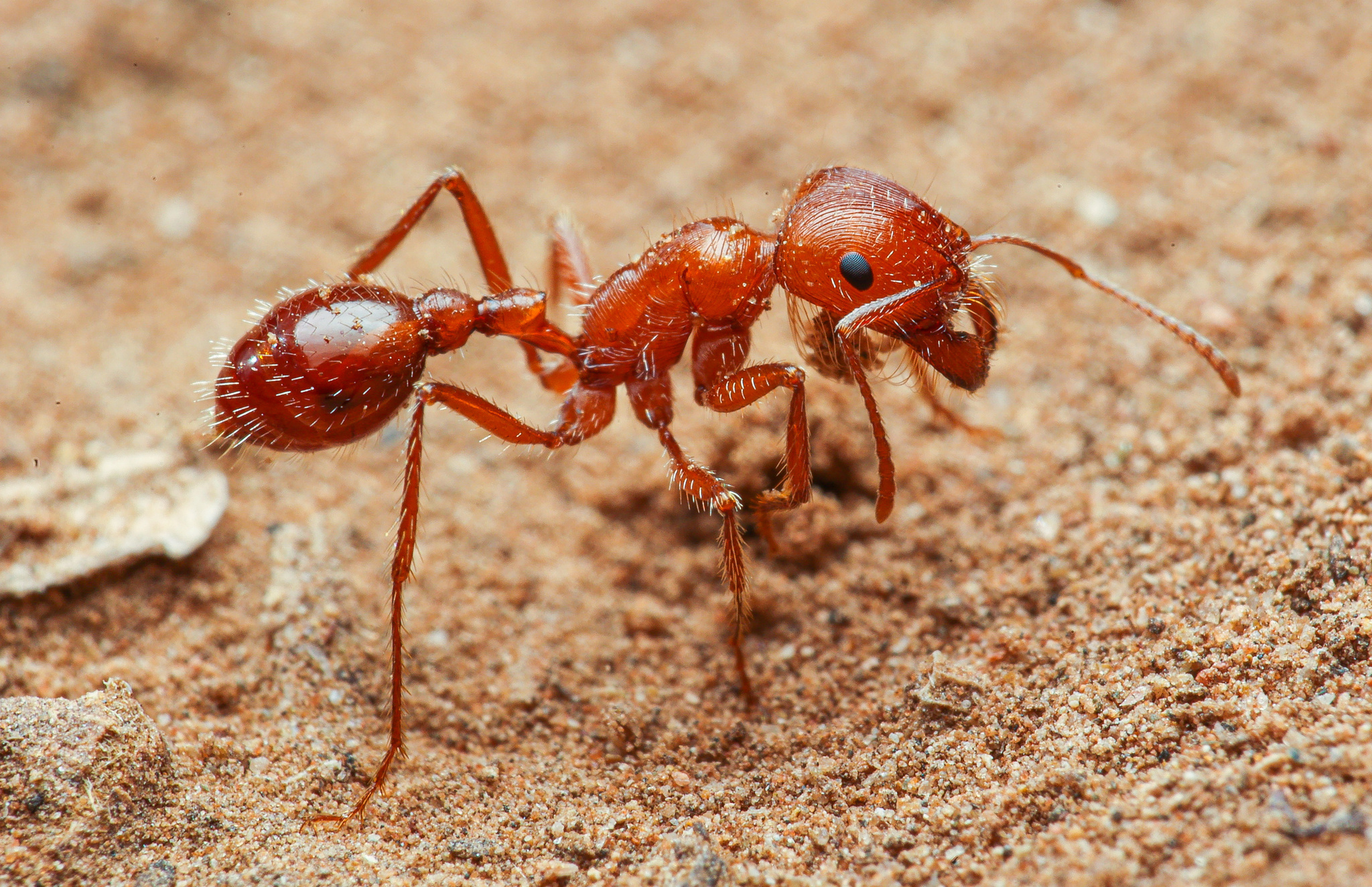 Photos of Maricopa Harvester Ant (Pogonomyrmex maricopa) · iNaturalist