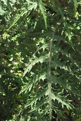 Cirsium subcoriaceum