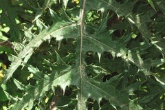 Cirsium subcoriaceum