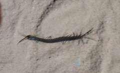 Scolopendra morsitans