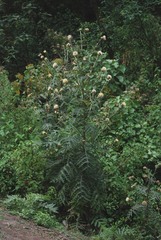 Cirsium subcoriaceum