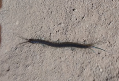 Scolopendra morsitans