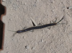 Scolopendra morsitans