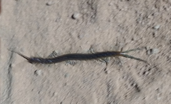 Scolopendra morsitans