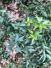 Sarcococca ruscifolia