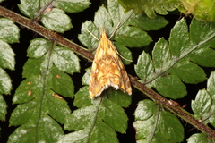 Glaucocharis selenaea