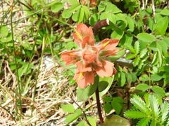 Castilleja miniata dixonii