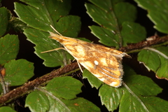 Glaucocharis selenaea