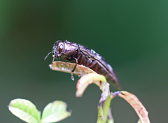 Diphucrania laticollis