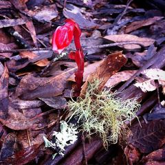 Monotropa coccinea