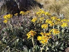 Brachyglottis revoluta