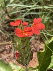 Crossandra greenstockii