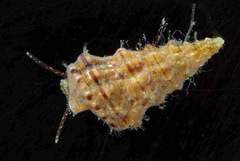 Plesiotrochus monachus