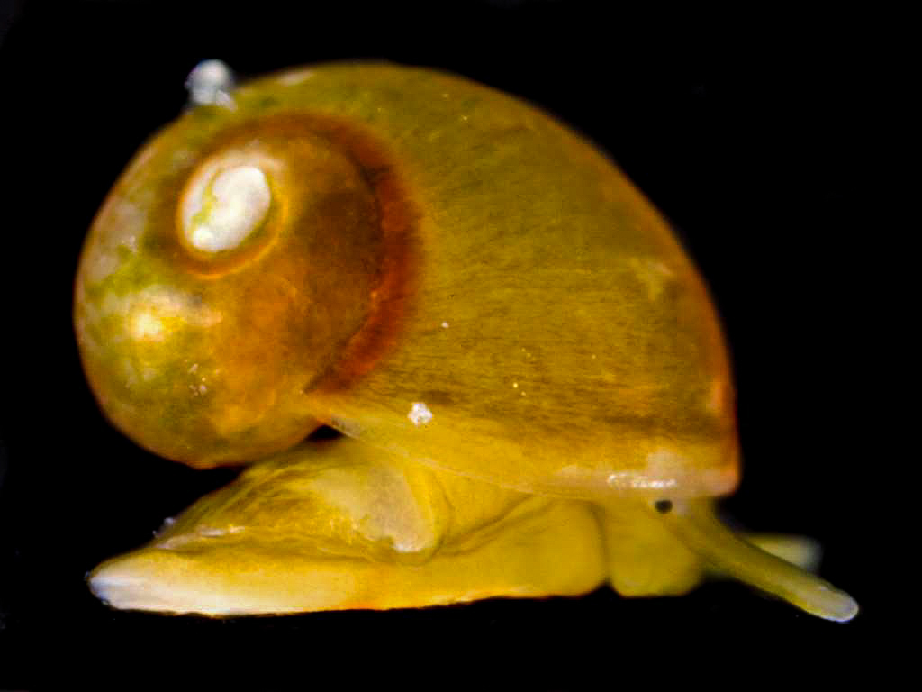Laevilitorina kingensis