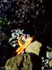 Henricia leviuscula