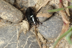 Tanychilus metallicus