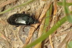 Tanychilus metallicus