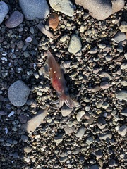 Doryteuthis opalescens