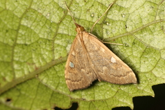 Mnesictena marmarina