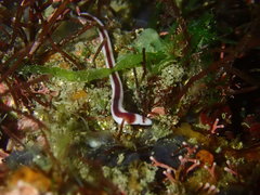 Baseodiscus hemprichii