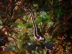 Baseodiscus hemprichii