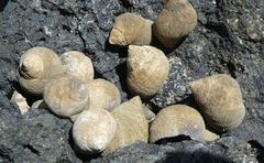Tectarius striatus