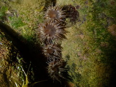 Anthopleura buddemeieri